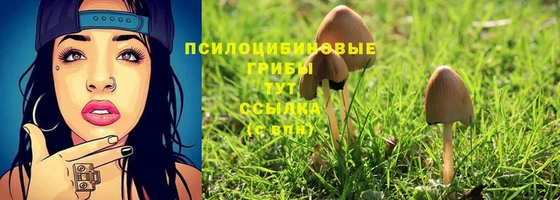 Псилоцибиновые грибы Psilocybe  дарнет шоп  Отрадная 